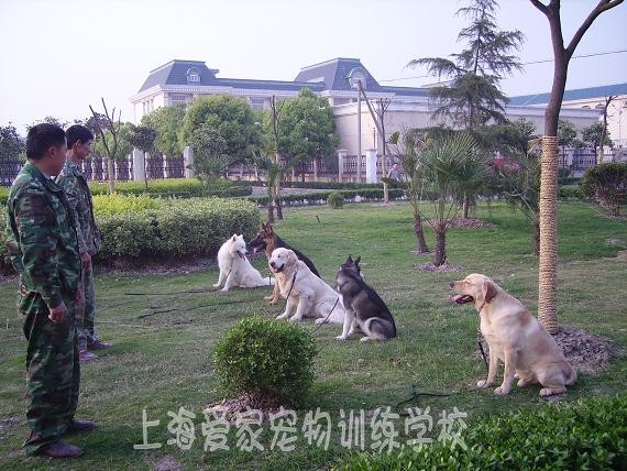 训狗基地 训狗学校 上海训狗