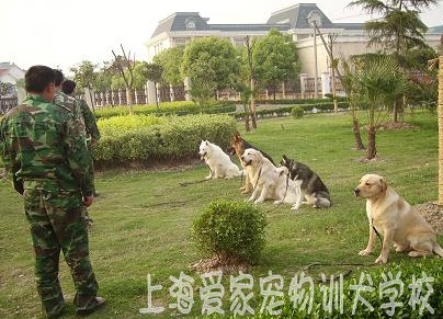 狗狗学校 狗狗训练 狗狗培训