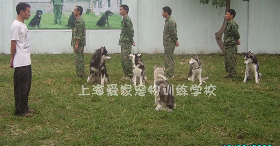 训犬基地 上海训犬学校